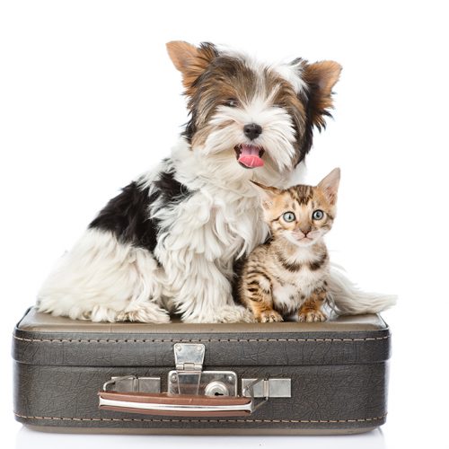 Do You Want To Get Your Business Certified As ‘pet Friendly’? Here Is How.