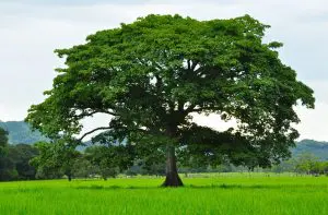 Guanacaste tree Guanacaste tree