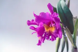 Guaria Morada Guaria Morada