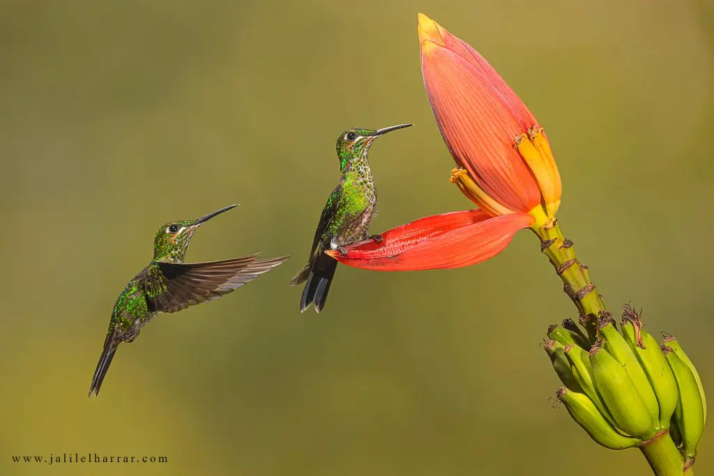 Hummingbirds 2 Hummingbirds 2