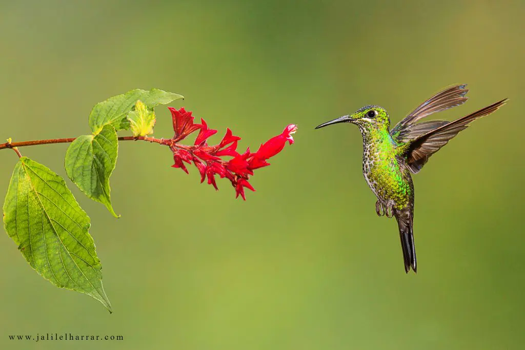 Hummingbirds 3 Hummingbirds 3