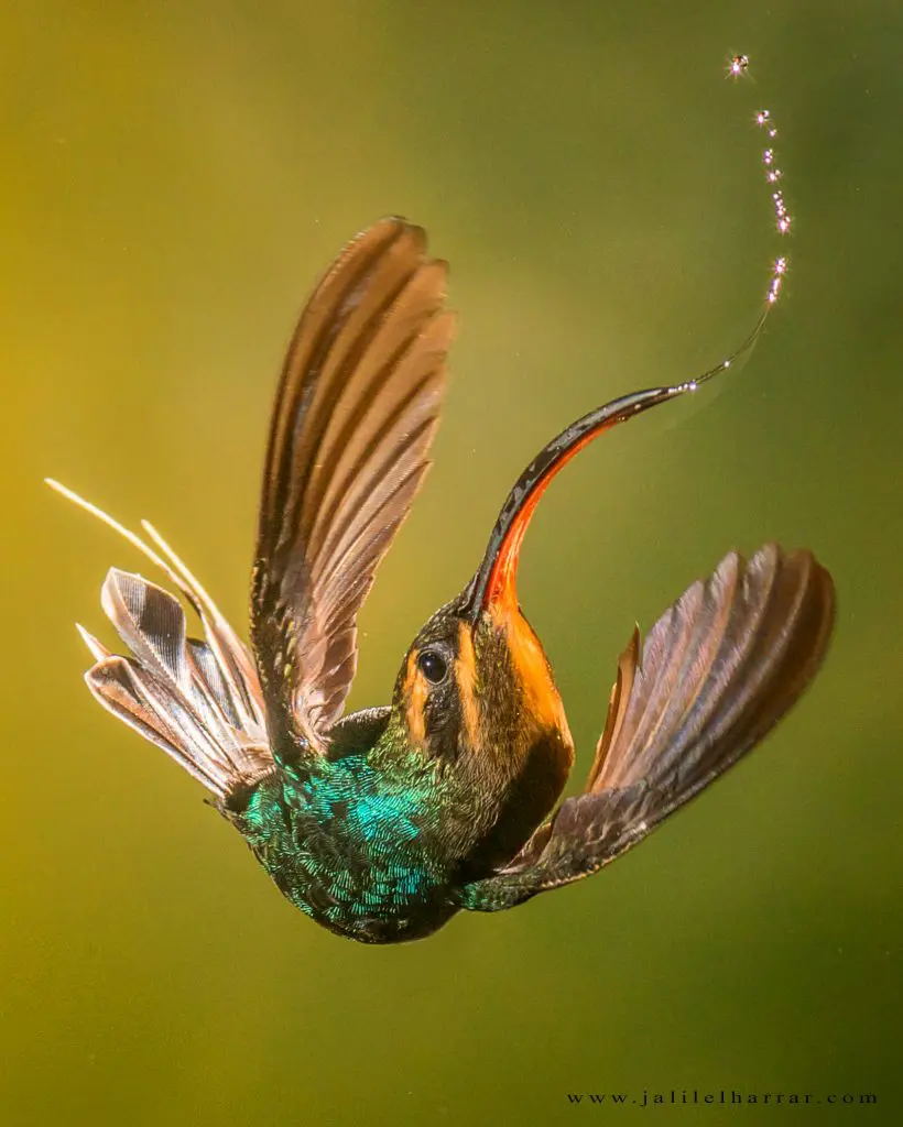 Hummingbirds 4 Hummingbirds 4