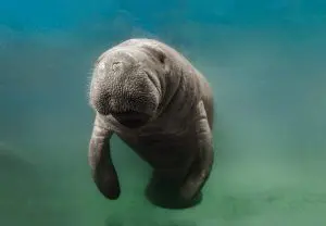 Manatee Manatee