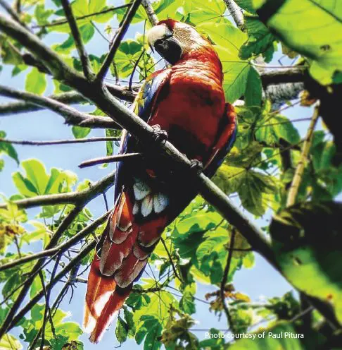 Scarlet Macaws 2