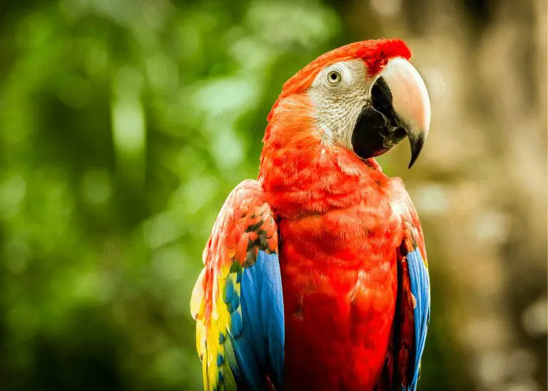 Scarlet Macaws 3