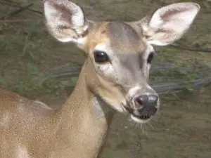 White Tailed Deer White Tailed Deer
