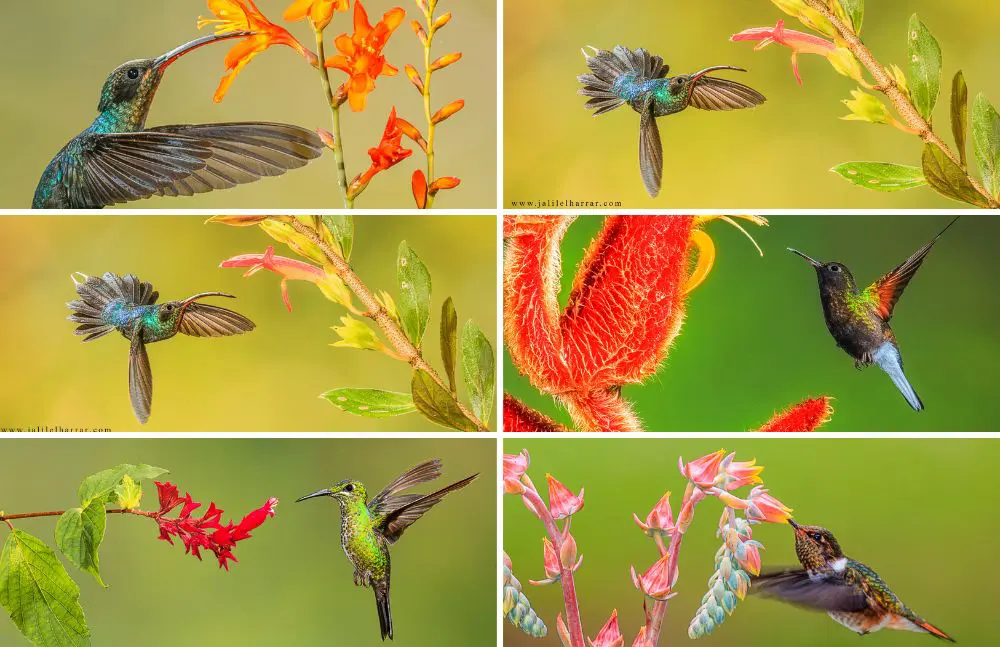 Tropical Flowers And Hummingbirds